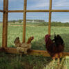6x8 Chicken Run